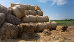 Ставропольские аграрии заготовят 1,5 млн тонн кормов до 1 октября