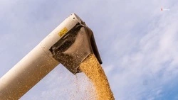 Ставропольские аграрии собрали более 8,2 млн тонн зерна