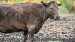 На поддержку ставропольских животноводов направили 91,5 миллиона рублей