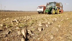 Уборка сахарной свёклы на Ставрополье завершена на 42 процента