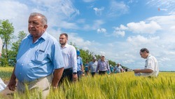 Элитное семеноводство Ставрополья получит авансом 100 миллионов рублей