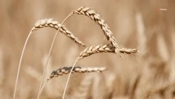 Аграрии Ставрополья приступили к страхованию озимых культур