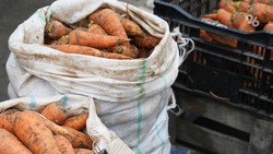 На Ставрополье стали выращивать ещё больше моркови