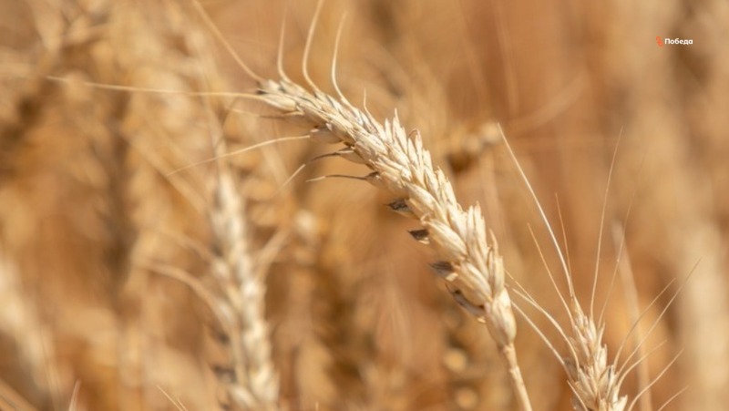Аграрии Ставрополья намолотили более 9 млн тонн зерна в 2023 году