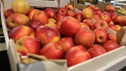Ещё 24 яблоневых сада высадят в Петровском округе в 2024 году