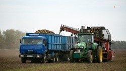 Уборка свёклы началась на ставропольских полях