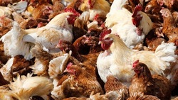 Комплекс по переработке мяса птицы появится на Ставрополье