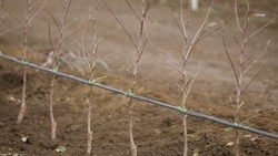 Сад фундука заложат на Ставрополье
