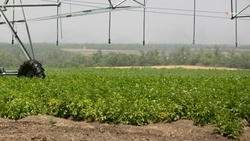 Более 10 тыс. тонн чечевицы собрали на Ставрополье