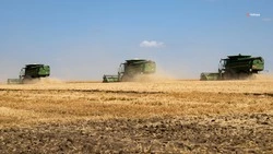 Аграрии Петровского округа собрали 131,3 тыс. тонн зерна
