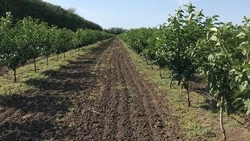 Более 600 га садов заложат на Ставрополье весной текущего года
