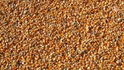 На Ставрополье увеличили производство кукурузы благодаря орошению
