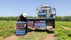 Новые меры господдержки АПК Ставрополья введут со следующего года