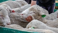 Овцеводы Ставрополья получили свыше 2,2 тыс. тонн шерстяного волокна
