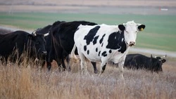 Ставрополье наладит поставки продукции животноводства в Беларусь 