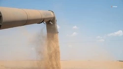 Ставропольские аграрии убрали почти 90% посевов гороха