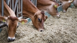 Ставропольские аграрии заготовили корма для зимовки сельхозживотных