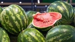 На Ставрополье продолжается уборка бахчевых культур