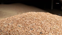 Аграрии Ставрополья намолотили более восьми миллионов тонн зерна