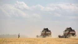 План по уборке зерновых выполнили в Петровском округе на 36%