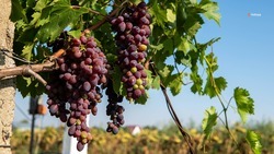 С начала года на Ставрополье заложили 190 га виноградников