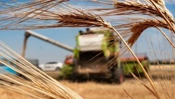 Аграрии Ставрополья обработали 68% посевных площадей