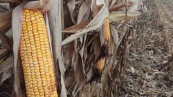 Аграрии Ставрополья убрали свыше 29 тысяч тонн посевной кукурузы