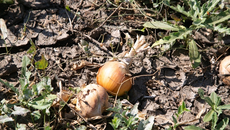 Ставропольские аграрии убрали почти 5 тыс. тонн лука
