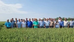 Петровским аграриям предстоит убрать 127,8 тыс. га полей