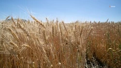 Минсельхоз РФ ожидает от Ставрополья урожай среднегодовых показателей