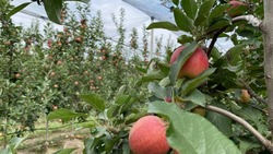 Садоводы Ставрополья наращивают реализацию яблок благодаря господдержке