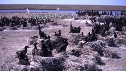Более 5 тыс. пеликанов проживают на озере Маныч-Гудило в Ставропольском крае