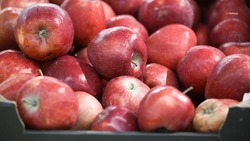 В плодохранилищах Ставрополья находится более 25 тыс. тонн яблок