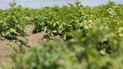 Почти 600 га чипсовых сортов картофеля выращивают в Петровском округе 