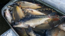 На Ставрополье выловили около 9 тыс. тонн товарной рыбы