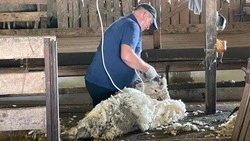 На Ставрополье стартовала кампания по стрижке овец 