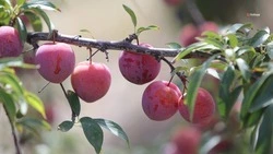 Урожай сливы превысил 1,8 тыс. тонн на Ставрополье