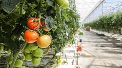 Производство тепличных овощей нарастили на Ставрополье на 15%