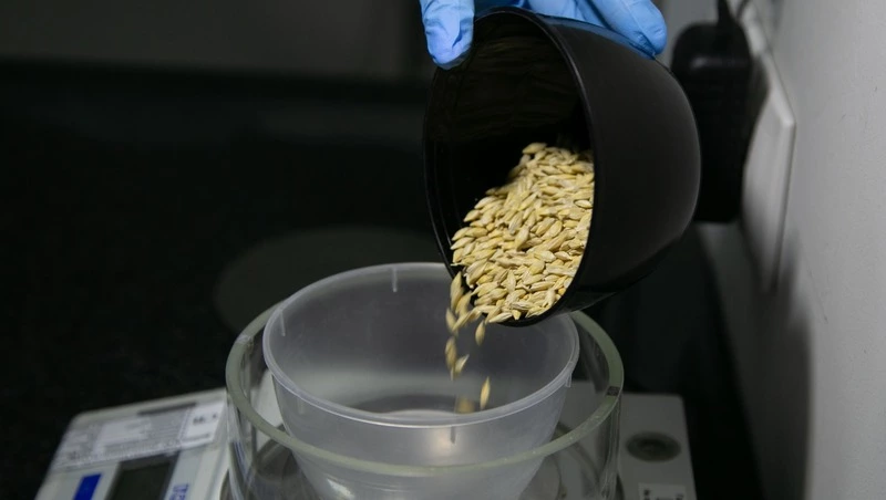 Сев яровых продолжают на Ставрополье