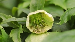 Сотрудники ставропольского ботсада высадили порядка 60 краснокнижных растений в естественной среде