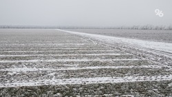 Выпавшие осадки повысили влажность почв на сельхозугодьях Ставрополья