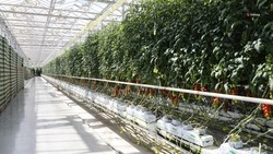 На Ставрополье действует 12 тепличных комплексов