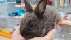 Дорогой символ года: сколько будет стоит покупка кролика в Ставрополе